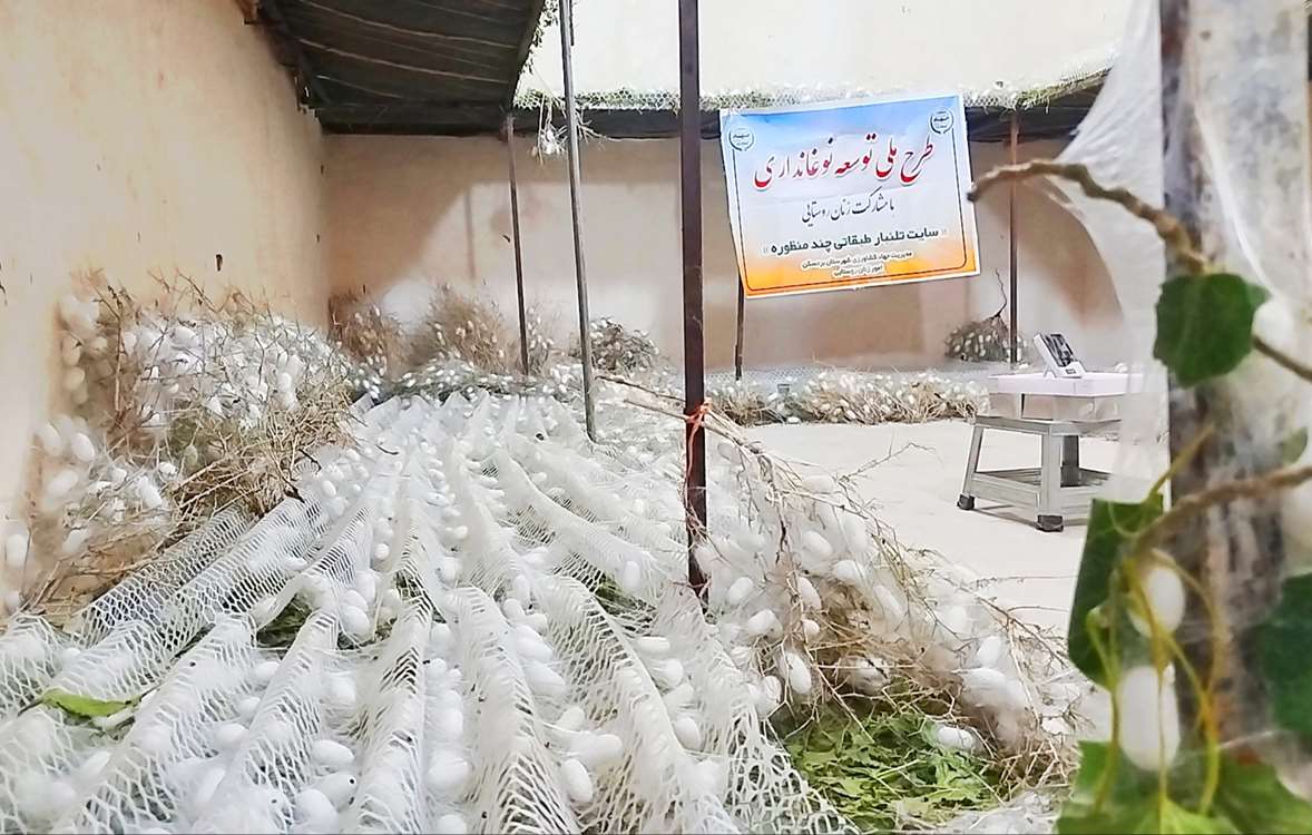 پیله ابریشم 